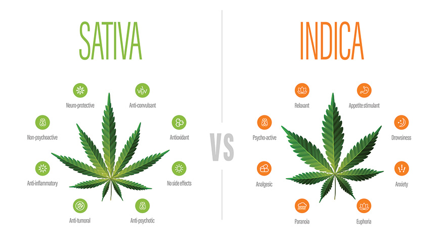 sativa vs indica wiet